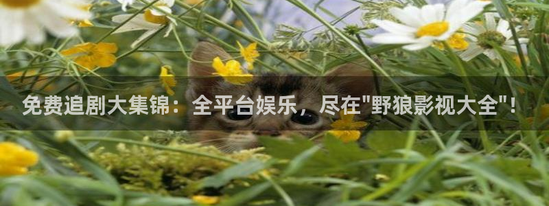 久久5视频：免费追剧大集锦：全平台娱乐，尽在\